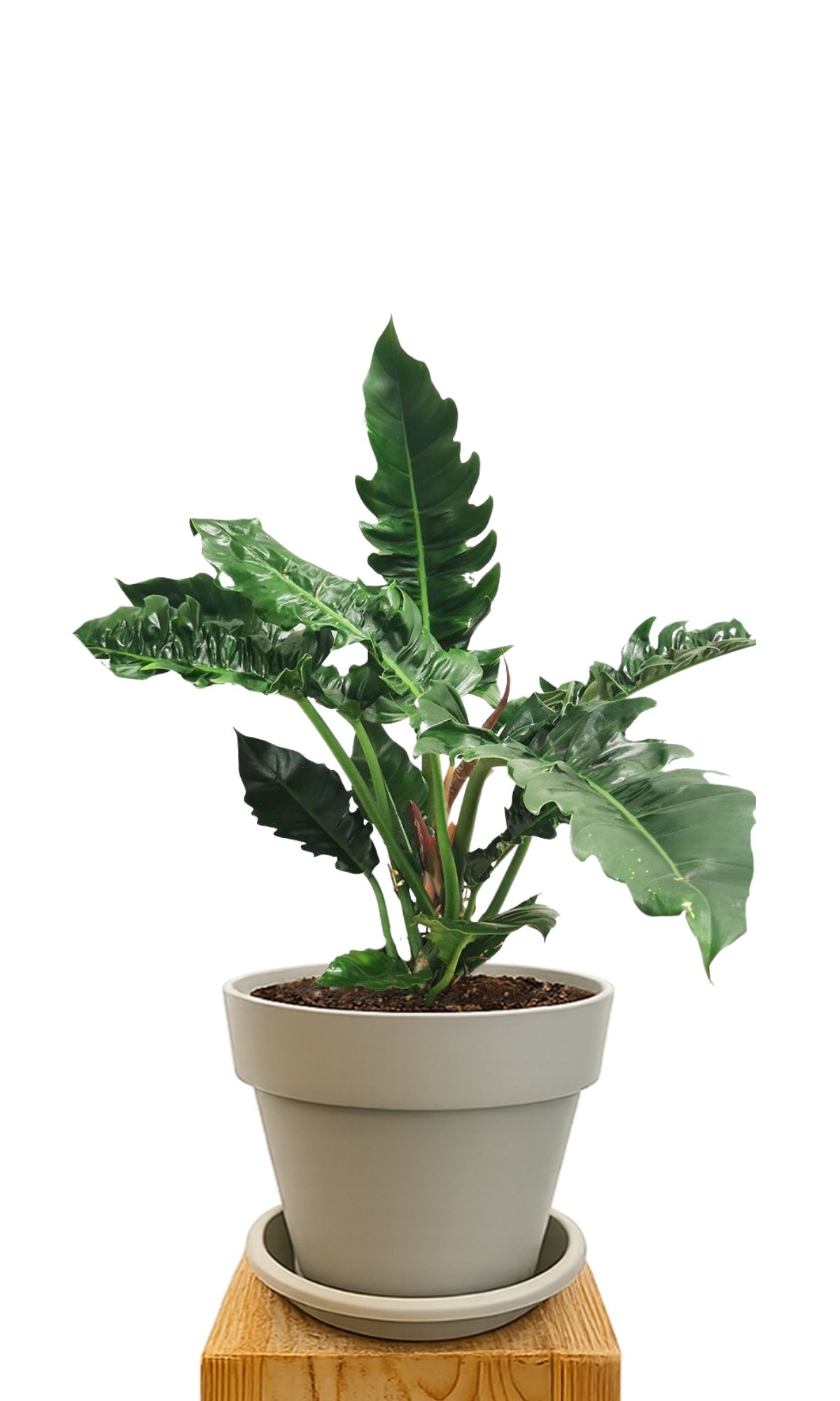 Plant kit 30 Sand